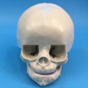1 шт. модель черепа младенца 30 недель Модель черепа плода Исследование патологии для медицины